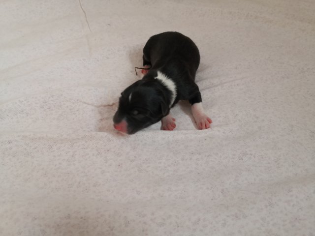 phoca thumb l deep lady   2 11.03.20